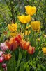 Golden si Beauty Apeldoorn