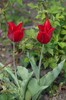 Lily flowering "Tres Chic Red"