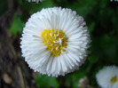Bellis perennis (2011, May 01)