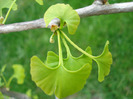 Maidenhair Tree (2011, May 01)