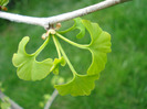 Gingko biloba (2011, May 01)