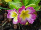 Pink Primula (2011, May 03)