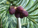 Blue Noble Fir (2011, April 30)