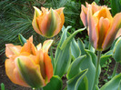 Tulipa Green River (2011, May 04)