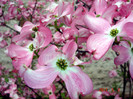 DSC00016