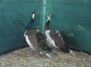 Picture raz 012