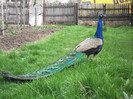 Picture raz 038
