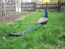 Picture raz 040