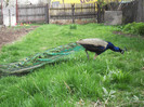 Picture raz 044