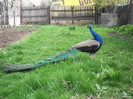 Picture raz 046