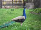 Picture raz 054