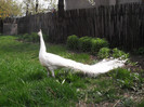 Picture raz 096
