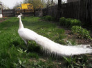Picture raz 103