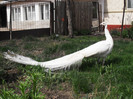 Picture raz 105