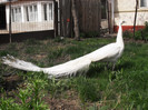 Picture raz 106