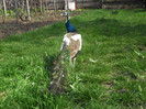 Picture raz 114
