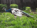 Picture raz 120