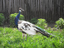 Picture raz 122