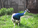 Picture raz 124