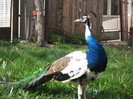 Picture raz 126