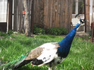 Picture raz 131