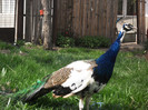 Picture raz 132