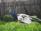 Picture raz 134