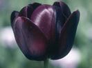 -lalea-neagra
