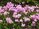 flox