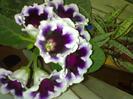 gloxina