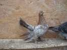 mascul roller 01.05.2011