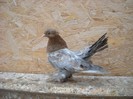 mascul roller 01.05.2011