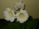 Gloxinia mont blanc-mai 2011