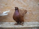 mascul roller 01.05.2011