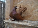 mascul roller 01.05.2011