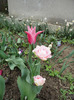 DSC01854