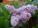Syringa vulgaris_Lilac (2011, May 03)