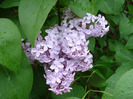 Syringa vulgaris_Lilac (2011, May 04)
