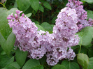 Syringa vulgaris_Lilac (2011, May 04)