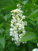 White Lilac Tree (2011, May 01)