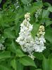 White Lilac Tree (2011, May 01)