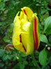 Tulipa Texas Flame (2011, May 04)