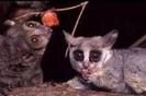 galago01