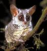 galago4