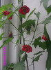 abutilon