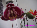 alta orhidee