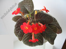 Episcia Amazonica 7