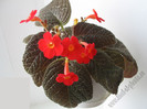 Episcia Amazonica 8