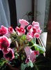 gloxinia infloria