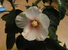 4 mai 2011 003